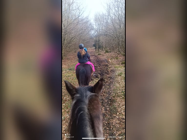 Huçul Hongre 16 Ans 145 cm Noir in Iserlohn