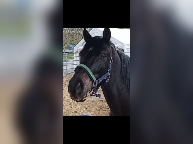 Huçul Hongre 16 Ans 145 cm Noir in Iserlohn