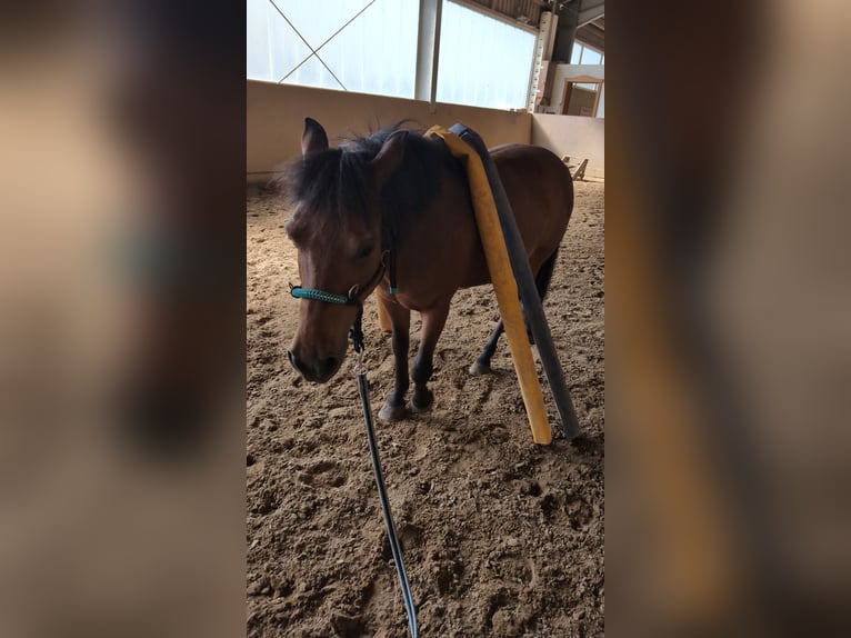 Huçul Hongre 18 Ans 128 cm Bai brun in Klein Pampau