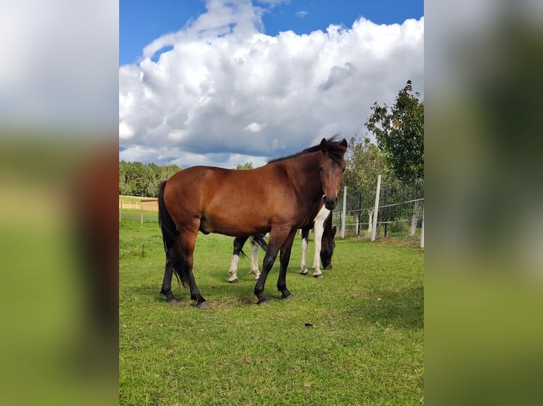 Huçul Hongre 2 Ans 133 cm Bai cerise in Grodziczno