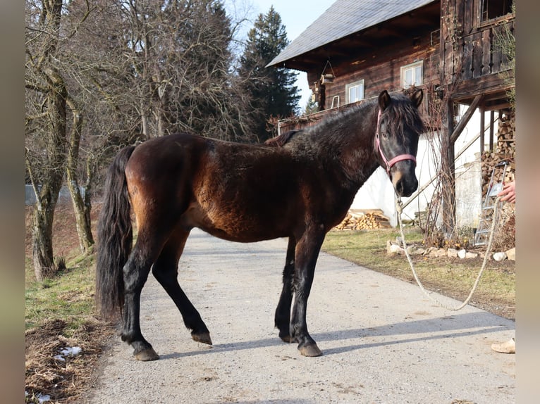 Huçul Hongre 3 Ans 140 cm Bai in Trag