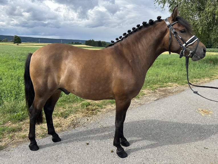 Huçul Hongre 3 Ans 142 cm Isabelle in Riedlingen