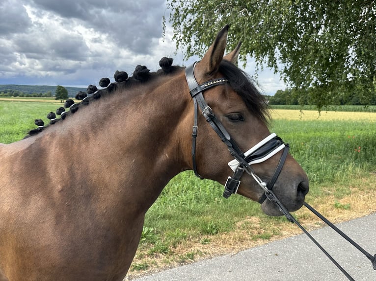 Huçul Hongre 3 Ans 142 cm Isabelle in Riedlingen