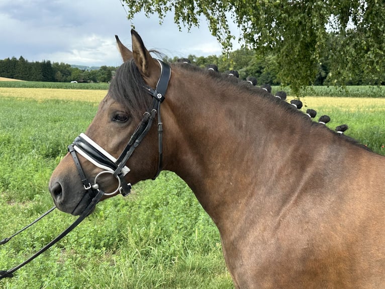 Huçul Hongre 3 Ans 142 cm Isabelle in Riedlingen