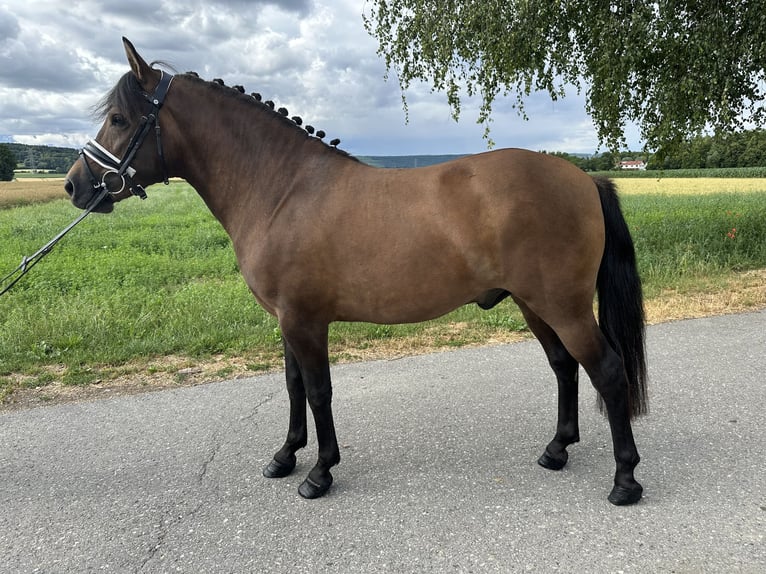 Huçul Hongre 3 Ans 142 cm Isabelle in Riedlingen