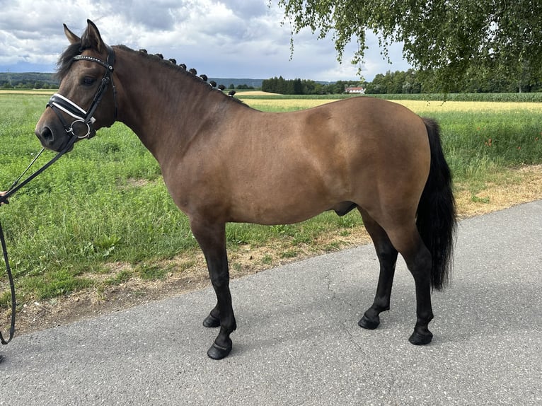 Huçul Hongre 3 Ans 142 cm Isabelle in Riedlingen