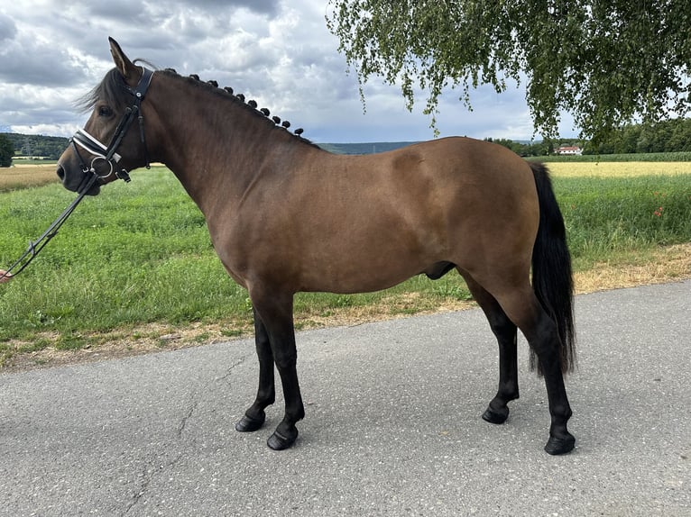 Huçul Hongre 3 Ans 142 cm Isabelle in Riedlingen