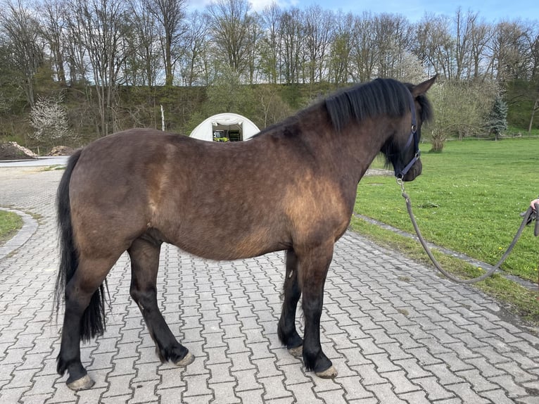 Huçul Hongre 3 Ans 145 cm Bai brun in Zwickau