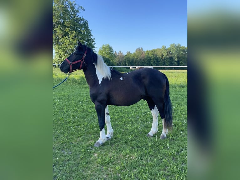 Huçul Croisé Hongre 3 Ans 149 cm Pinto in Fuchstal