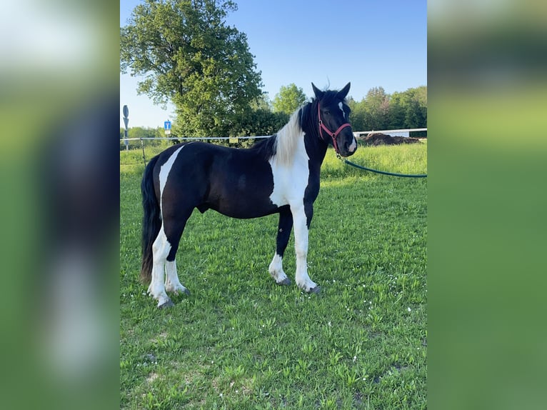 Huçul Croisé Hongre 3 Ans 149 cm Pinto in Fuchstal