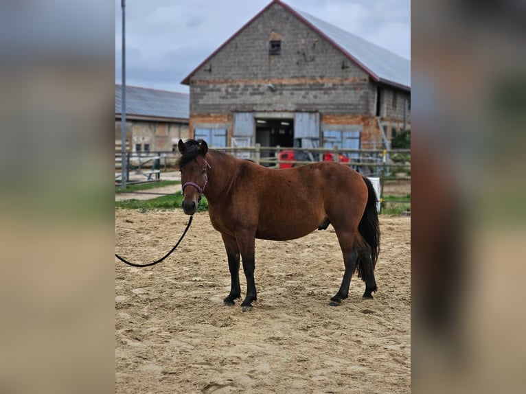 Huçul Hongre 4 Ans 138 cm Bai in Mertendorf