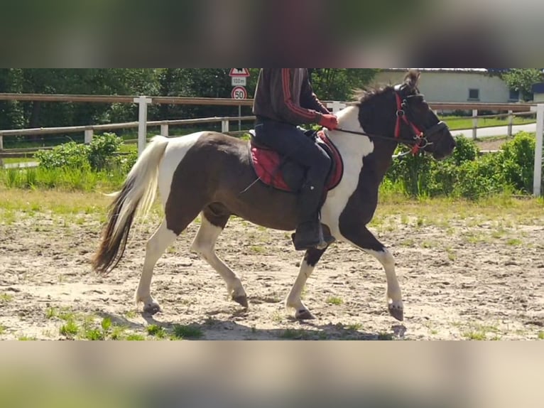 Huçul Hongre 4 Ans 138 cm Pinto in Kamenz
