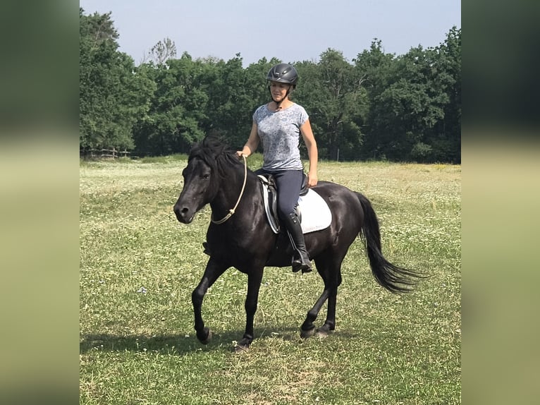 Huçul Hongre 4 Ans 138 cm Rouan Bleu in Leszno Dolne