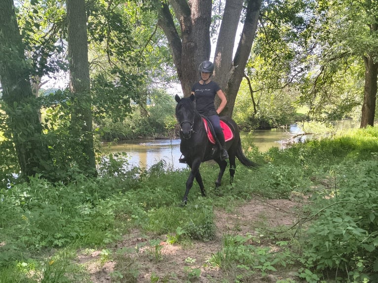 Huçul Hongre 4 Ans 138 cm Rouan Bleu in Leszno Dolne
