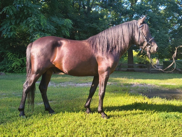 Huçul Hongre 4 Ans 138 cm Rouan Bleu in Leszno Dolne