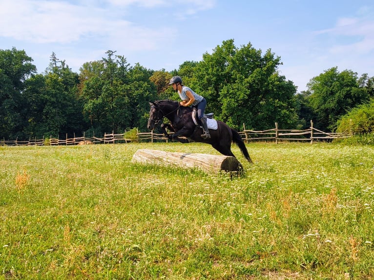 Huçul Hongre 4 Ans 138 cm Rouan Bleu in Leszno Dolne