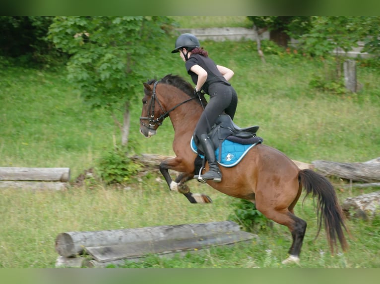 Huçul Hongre 4 Ans 143 cm Isabelle in Ramsau am Dachstein