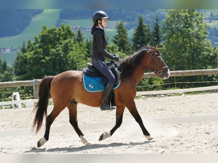 Huçul Hongre 4 Ans 143 cm Isabelle in Ramsau am Dachstein