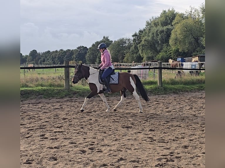 Huçul Hongre 4 Ans 143 cm Pinto in M&#xFC;lheim an der Ruhr