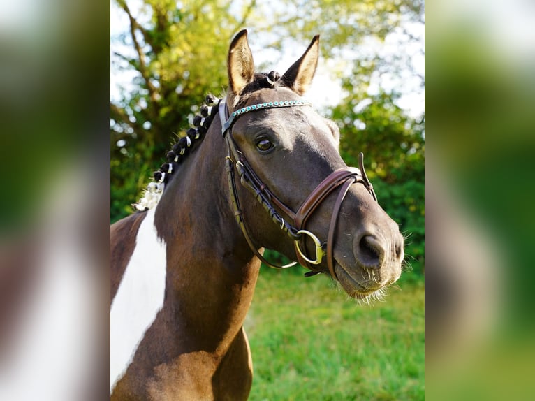 Huçul Hongre 4 Ans 143 cm Pinto in Buchholz in der Nordheide