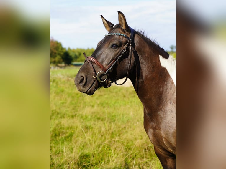 Huçul Hongre 4 Ans 143 cm Pinto in Jesteburg