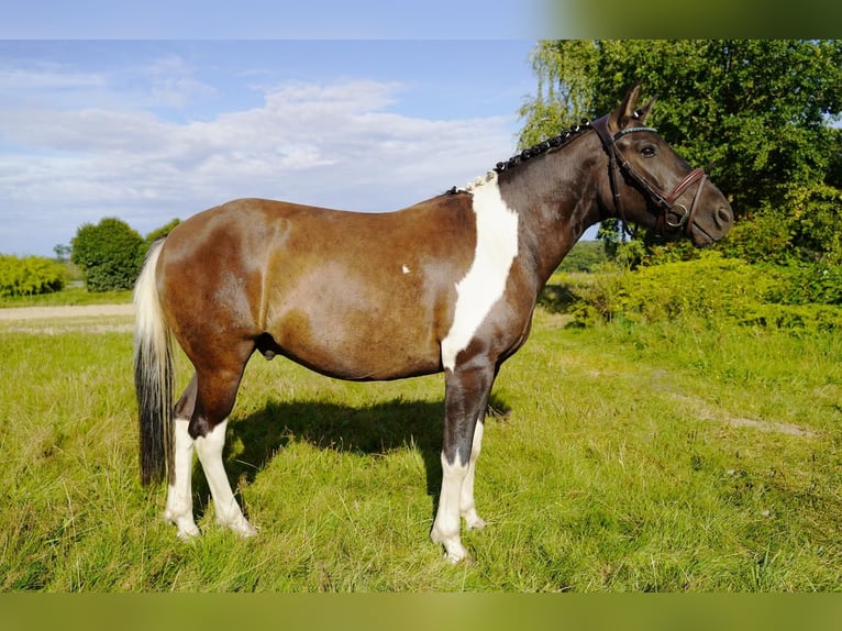 Huçul Hongre 4 Ans 143 cm Pinto in Jesteburg