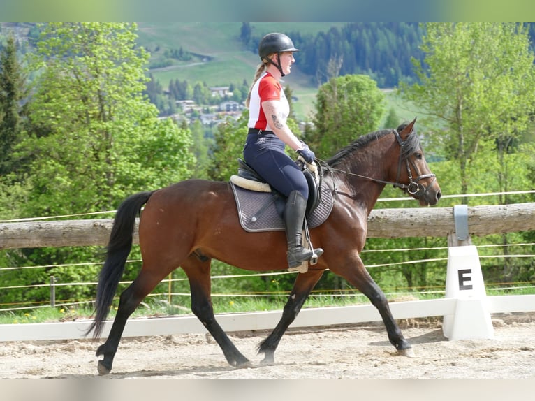 Huçul Hongre 4 Ans 145 cm Isabelle in Ramsau am Dachstein