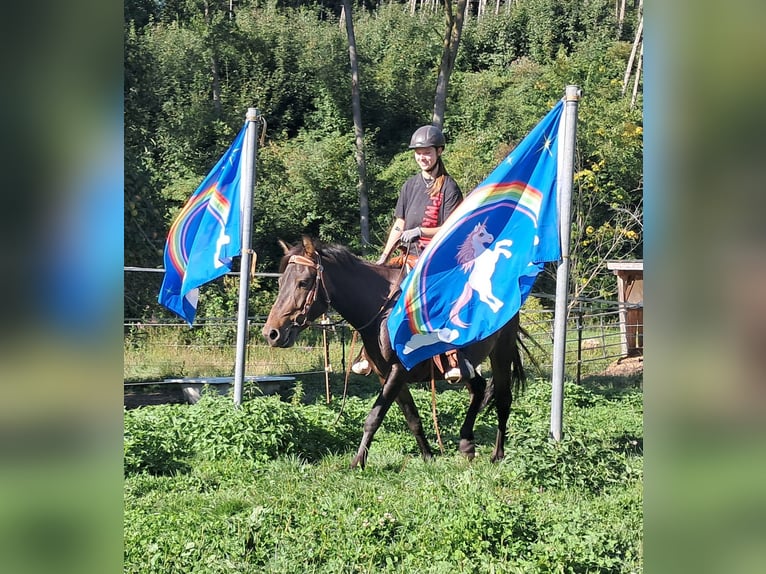 Huçul Hongre 4 Ans 147 cm Bai brun in Bayerbach