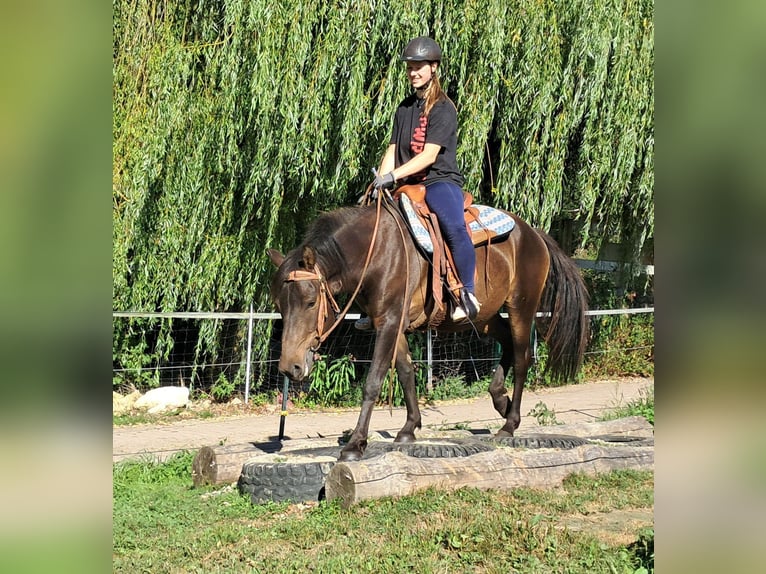 Huçul Hongre 4 Ans 147 cm Bai brun in Bayerbach