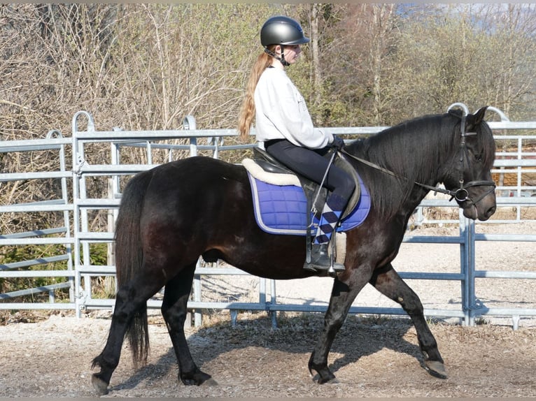 Huçul Hongre 4 Ans 147 cm Bai brun foncé in Ramsau am Dachstein