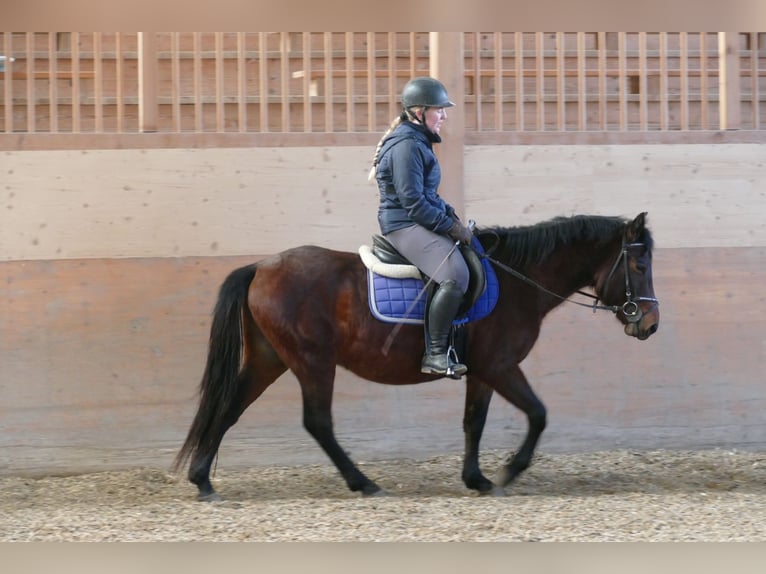 Huçul Hongre 4 Ans 148 cm Isabelle in Ramsau
