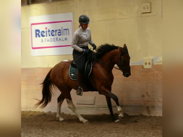 Huçul Croisé Hongre 4 Ans 150 cm Pinto in Ramsau