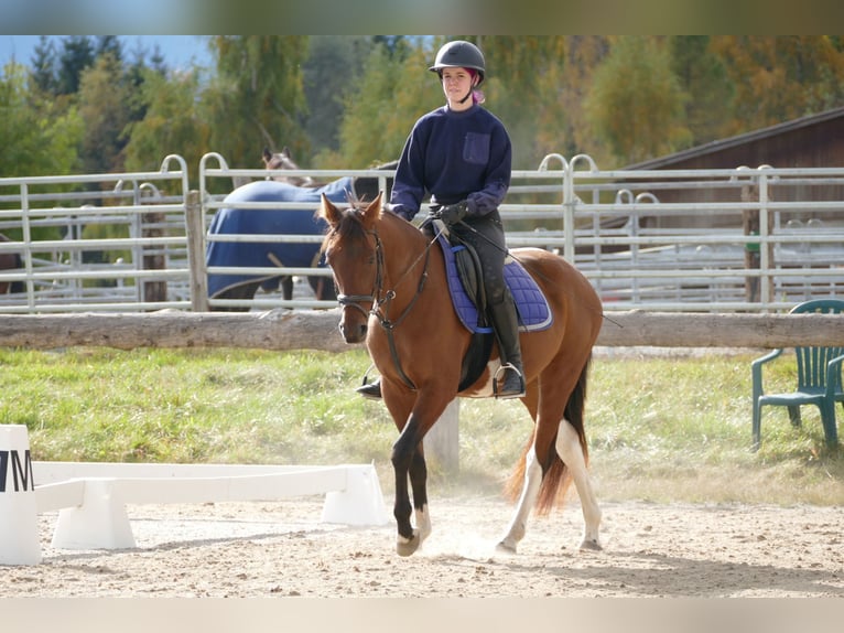 Huçul Croisé Hongre 4 Ans 150 cm Pinto in Ramsau