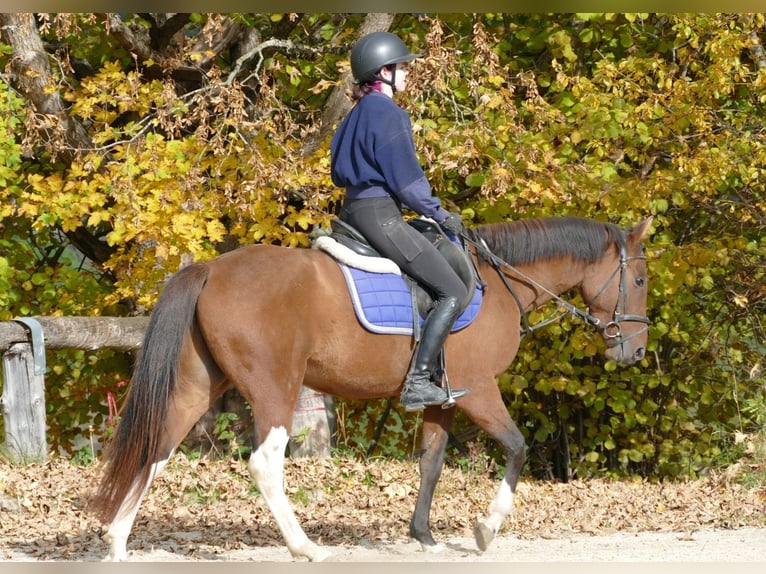 Huçul Croisé Hongre 4 Ans 150 cm Pinto in Ramsau