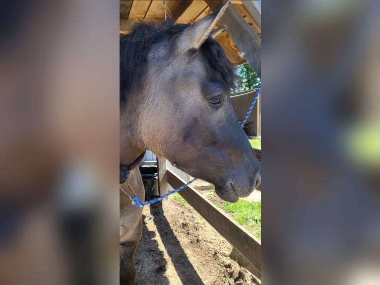 Huçul Hongre 4 Ans 168 cm Buckskin in Dynów