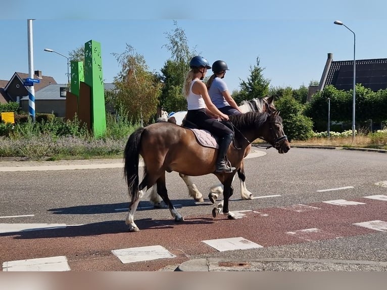 Huçul Croisé Hongre 5 Ans 130 cm Pinto in Kaldenkirchen