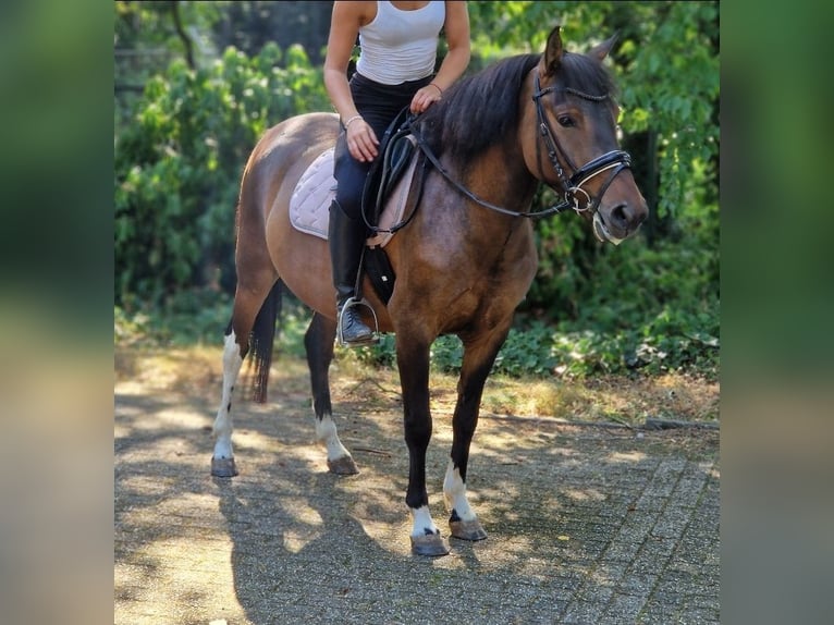 Huçul Croisé Hongre 5 Ans 130 cm Pinto in Kaldenkirchen