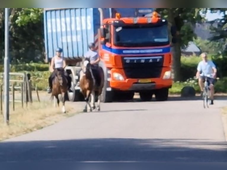Huçul Croisé Hongre 5 Ans 130 cm Pinto in Kaldenkirchen