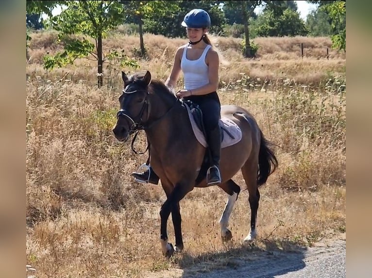 Huçul Croisé Hongre 5 Ans 130 cm Pinto in Kaldenkirchen