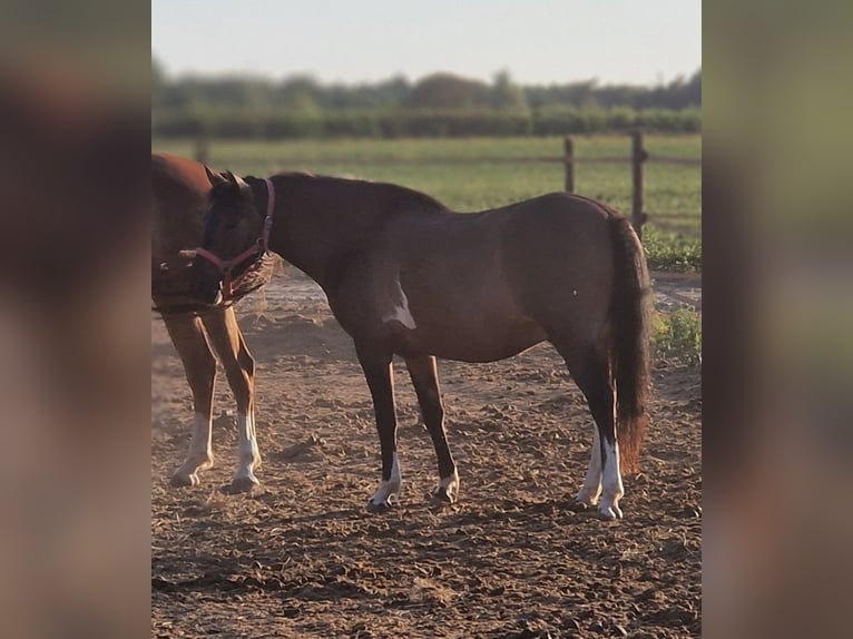 Huçul Croisé Hongre 5 Ans 130 cm Pinto in Kaldenkirchen