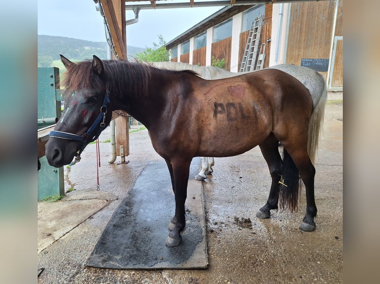 Huçul Hongre 5 Ans 135 cm Bai brun in Ligist