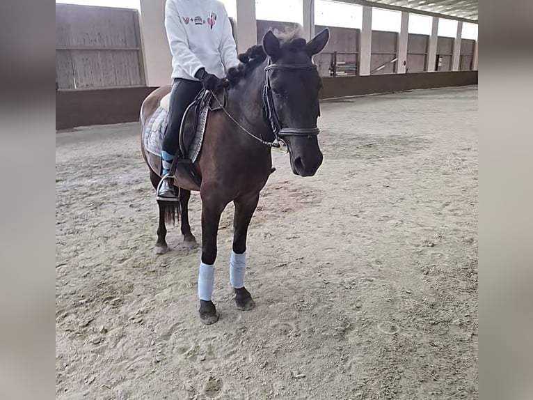 Huçul Hongre 5 Ans 135 cm Bai brun in Ligist