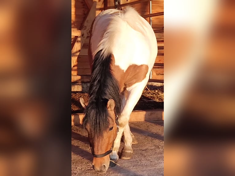 Huçul Croisé Hongre 5 Ans 135 cm Pinto in Pommelsbrunn
