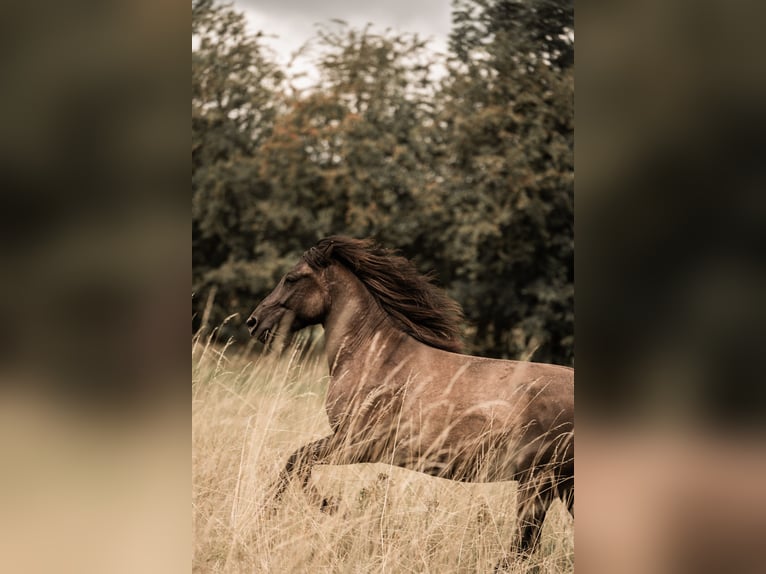 Huçul Hongre 5 Ans 138 cm Isabelle in Wedemark