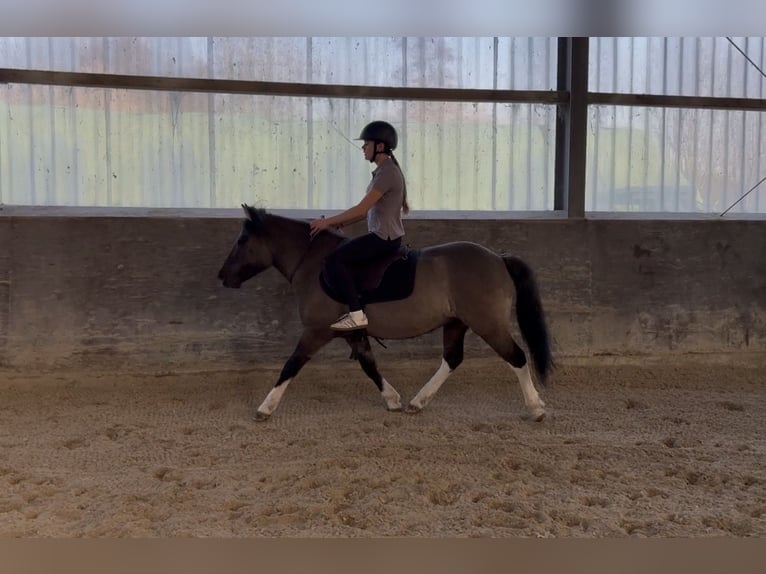 Huçul Hongre 5 Ans 140 cm Isabelle in Osnabrück