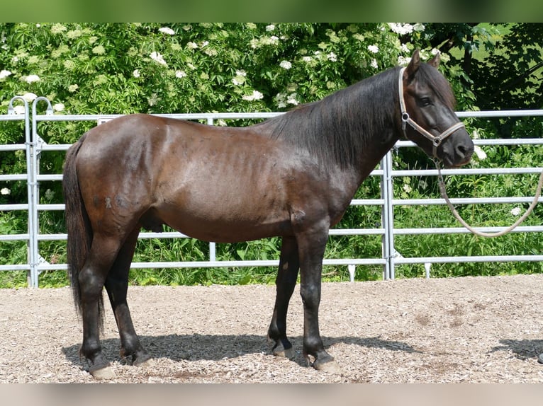 Huçul Hongre 5 Ans 142 cm Isabelle in Ramsau