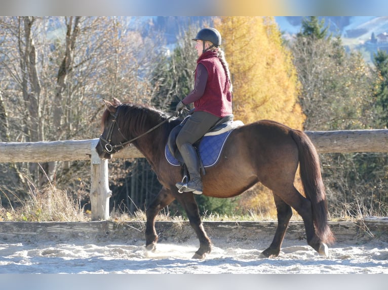 Huçul Hongre 5 Ans 142 cm Isabelle in Ramsau/D