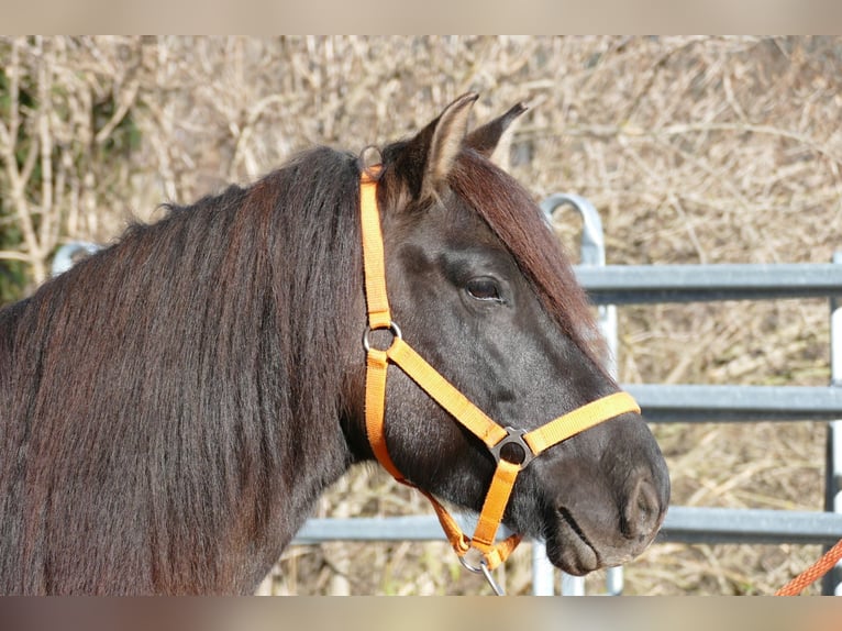 Huçul Hongre 5 Ans 142 cm Isabelle in Ramsau/D