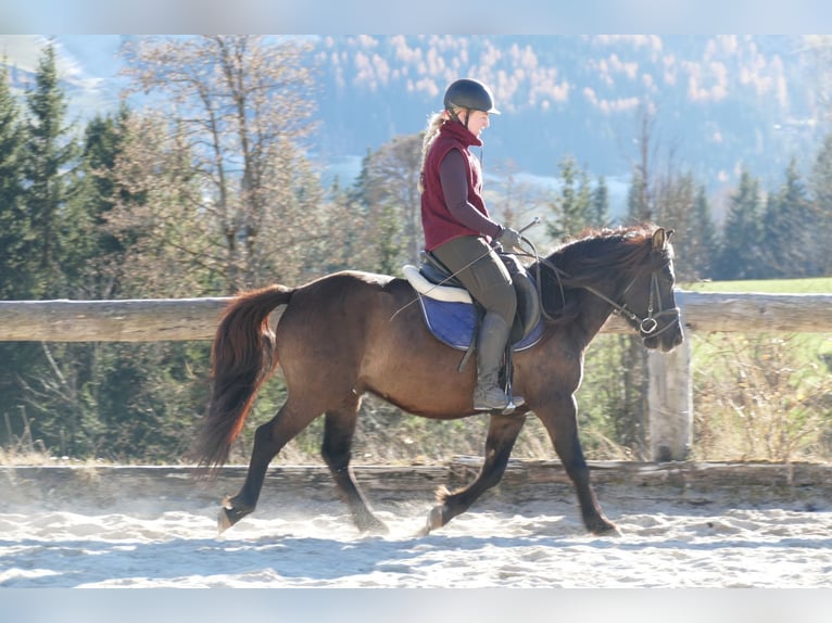 Huçul Hongre 5 Ans 142 cm Isabelle in Ramsau/D