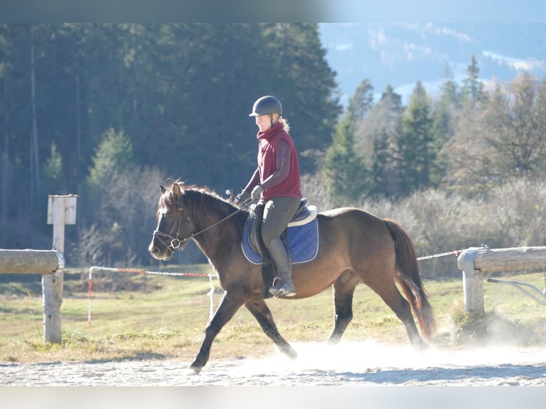 Huçul Hongre 5 Ans 142 cm Isabelle in Ramsau/D